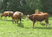 Meie hobused ja lehmad